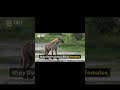 The Laughing Predator: Secrets of the Hyena 🐾😂