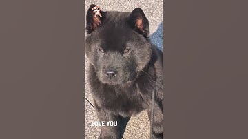 Đủ ngầu chưa 🤣🤣 #funnydog #cuncondethuong #chocute #doglover #dogsoftiktok