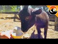 Do Baby Goats Like Ice cream?!