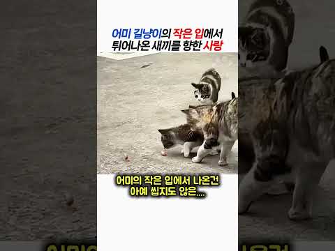 어미 길냥이의 작은 입에서 튀어나온 새끼를 향한 사랑 thumbnail