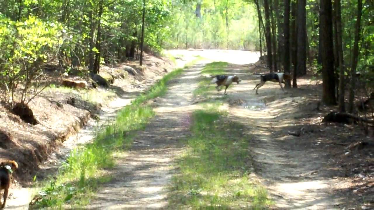 Ukc Beagle Hunt Rules