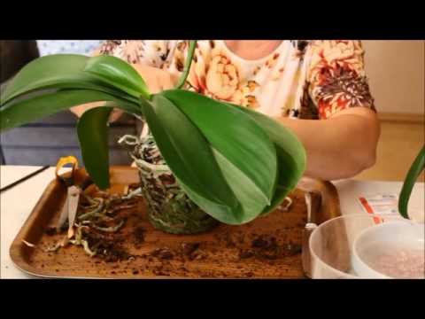Video: Phalaenopsis, Orchidėjų Laikymo Bute Pagrindai - 1