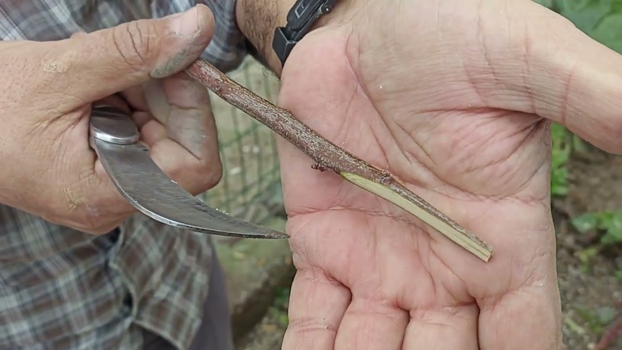 Bir ağaca 4 çeşit erik aşısı.(Testere aşısı). kalem aşı, (Ağaçların kabuk vermediği durumda).