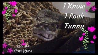 Shedding Finally For My Python Jack