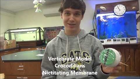 NGSS Practice 2 - Developing and Using Models - Functional Models in Vertebrates
