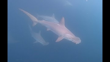 Snorkeling with ALL the Sharks in the Galapagos - A Short Film