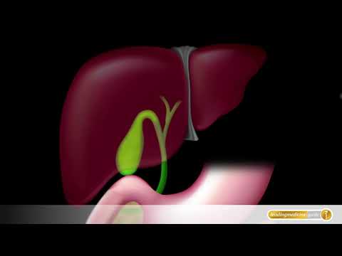 Video: Welches Organ produziert die Galle, wo wird sie gespeichert?