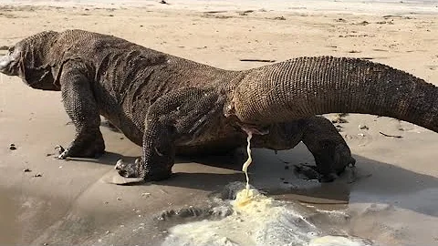OMG!😱 KOMODO BOKER