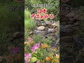 【は？】ある在日中国人｢日本ざまぁみろ｣ #shorts