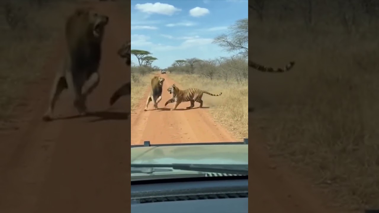 Epic Big Cat Showdown: Lion & Tiger Face Off on Safari Drive!