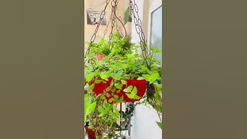 Hanging Basket Arrangement
