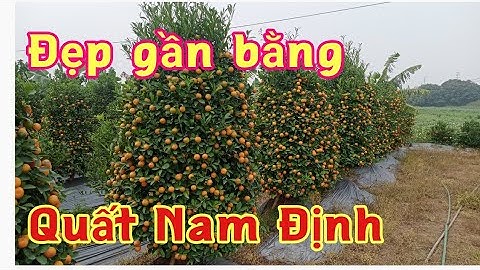 bán quất tết quất lùm tháp kiểu quất nam định, quất giá tại vườn bán quất tết 2022