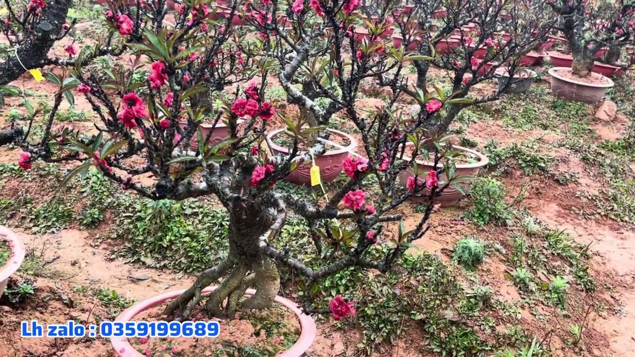 Đào thất thốn tết 2026 đẹp thật sự