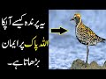 How this Bird Will Increase Your Faith in Allah || Golden Plover The Miracle Bird ||سبحان  اللہ