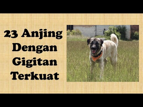 Video: Perbedaan Antara Anjing Rahang Atas Dan Mandibula