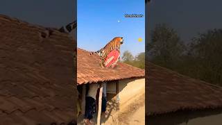 On Camera 🐅 Tiger Attacks Woman, Drags Her to Forest! 😱 Real Survival Moment #shorts