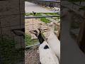 I wanna be where the Chickens are 🎶🐐 #homestead #goats #chickens