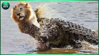 Crazy! Mad Crocodile Fierce Attack \& Ki.ll Lions To Assert Dominance | Animal World