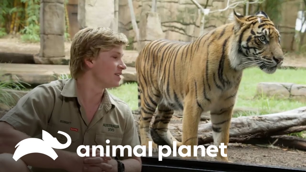 El emocionante encuentro de cuatro tigres de Sumatra | Los Irwin | Animal Planet Latinoamérica