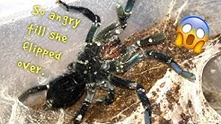 WATERING my TARANTULAS "(Part 3)" !!!