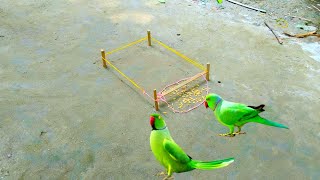 Best Way to Installed Build Unique Creative Simple Parrot Bird Trap Using rubber and Bamboo