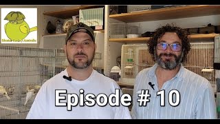 Episode  10 Gloster Canary Australia Clints birdroom