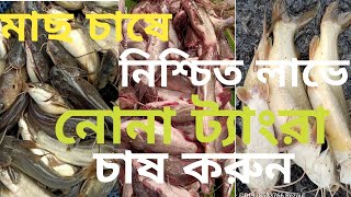 নোনা ট্যাংরা চাষ পদ্ধতি।কিভাবে খুব সহজে নোনা টেংরা চাষ করতে।নোনা টেংরা মাছের পোনা।যশোর 01978523766