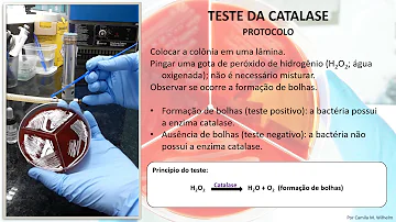 Quais bactérias são produtoras de catalase?