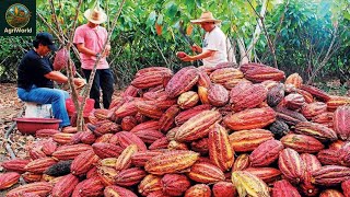 How Chocolate Is Made The Full Cocoa Farming Harvesting Process
