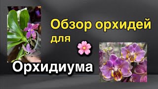 видео: #новаяпоставка - прямо на #орхидиум! картинка: #новаяпоставка - прямо на #орхидиум!