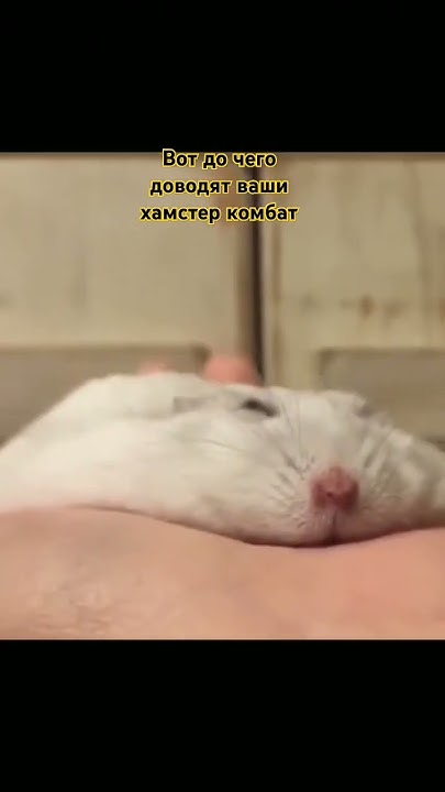 типичный хамстер комбат - YouTube