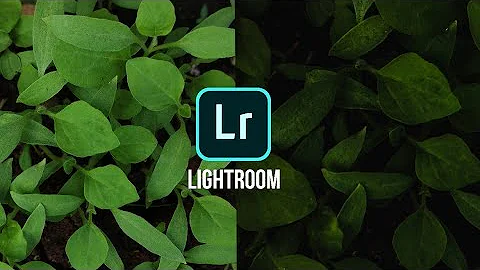 Dark Moody Green Lightroom Preset | Mobile Editing Tutorial