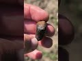 Taki brązowy z żyłkami #minerały #digging #rockhounding #rocks #stones #minerals #kamyczki #gems