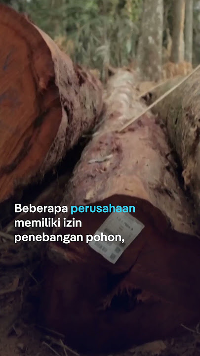 Sedih! Suku pedalaman Amazon keluar hutan karena deforestasi | @dwnews