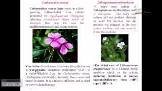 Plant tissue culture: root tip culture