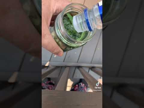 How to make a Mimosa tincture from the leaves of the tree