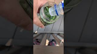 How to make a Mimosa tincture from the leaves of the tree