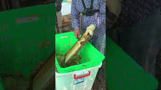 Fresh Honey Harvest Pure Den Honey