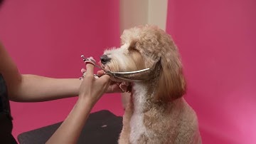Doodle Teddy Bear Face Grooming Demo