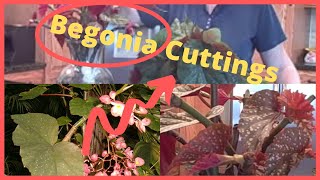 Rooting Begonia Cuttings Indoors- Great Houseplant