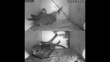 Rorýs obecný (Apus apus)  Common swift nest box live