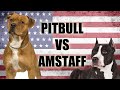 THE PITBULL VS THE AMSTAFF - SIDE BY SIDE COMPARISON