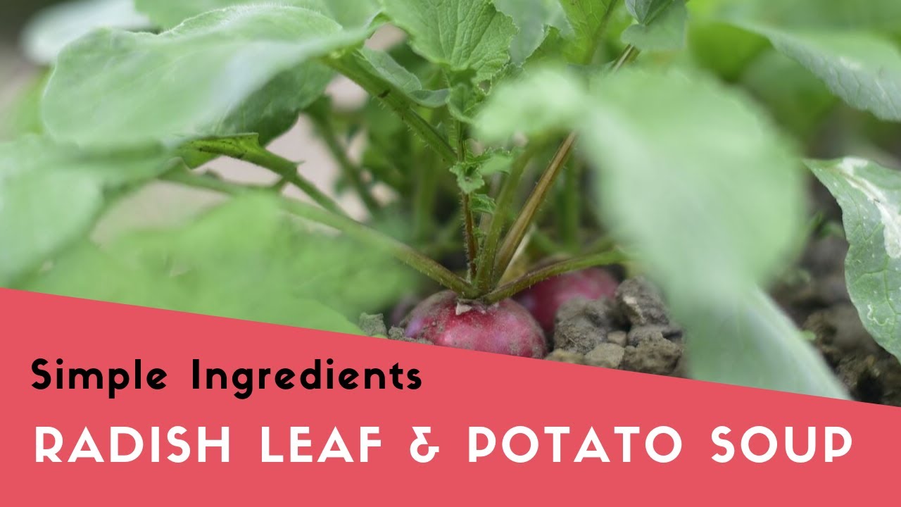 Radishes Radish Leaf Soup Don't throw away those radish greens