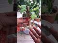 Grow Guava tree Cuttings using Toothpaste Rooting hormone