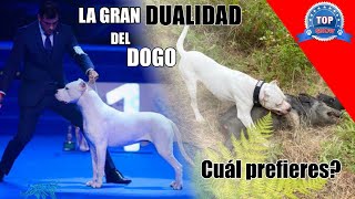 DOGO ARGENTINO 'Rey de la caza o de la pista'