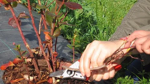 Quando se deve podar os mirtilos?