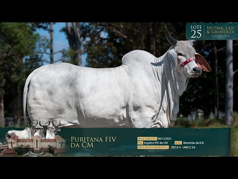 LOTE 25 PURITANA FIV DA CM - CLMG 1517