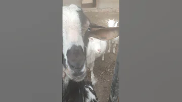 الماعز الفرنسي 