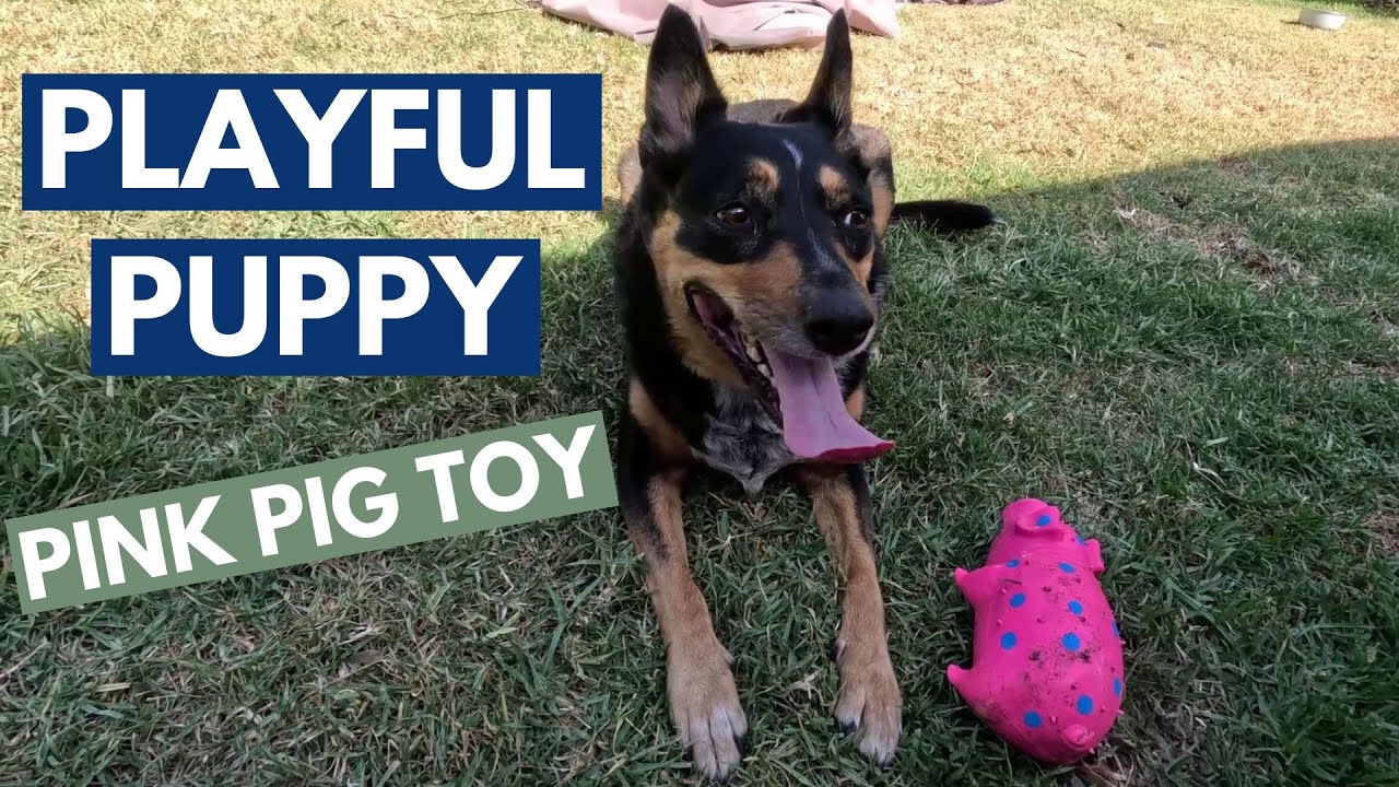 Loud pig dog toy noises with Izzy's favourite noisy pig dog toy! YouTube