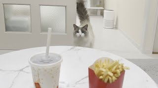 1人でマクドナルドを食べてたらラグドール猫がドン引きしてまさかのこうなりました。 by みるきー王子 1,548 views 1 month ago 5 minutes, 34 seconds